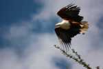 Fish eagle.jpeg