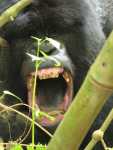 Gorilla yawn.jpg