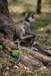 Langur.JPG