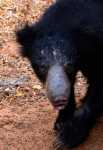 Sloth bear.jpg