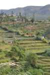 Tea Plantations (2).JPG