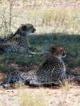 Cheetahs in the shade.jpg