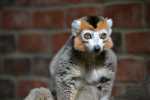 Crowned Lemur.jpg