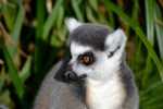 Lemur (23).jpg