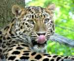 Leopard tongue.jpg