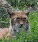 Lynx nodding off.jpg