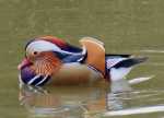 Mandarin Duck.jpg