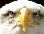 Old Bald Eagle.jpg