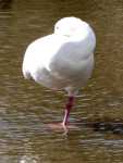 Slimbridge 090.jpg