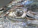 The Caimans Eye.jpg