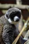 White collared lemur.jpg