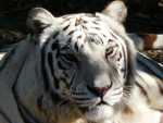 White tiger looking.JPG