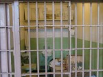 Alcatraz Doc's Cell.JPG