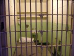 Alcatraz cell.JPG