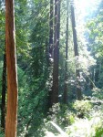 Redwoods 11.JPG