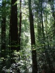 Redwoods 12.JPG