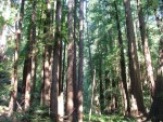 Redwoods 14.JPG