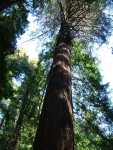 Redwoods 15.JPG