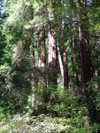 Redwoods 16.JPG