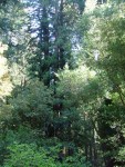 Redwoods 17.JPG