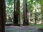 Redwoods 3.JPG