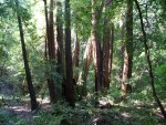 Redwoods 6.JPG