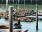 Sea Lions 1.JPG