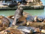 Sea Lions 2.JPG