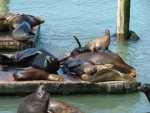 Sea Lions 3.JPG