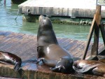 Sea Lions 4.JPG