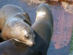 Sea Lions 6.JPG