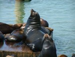 Sea Lions 8.JPG